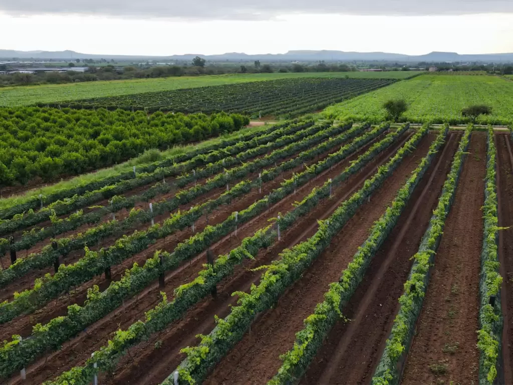 Aguascalientes sera sede del Congreso Internacional del Vino Mexicano 2026 JLMNoticias 4
