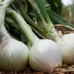 Campo de Aguascalientes apuesta por tecnología y produce 13 mil toneladas de cebolla JLMNoticias