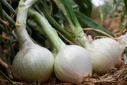 Campo de Aguascalientes apuesta por tecnología y produce 13 mil toneladas de cebolla JLMNoticias
