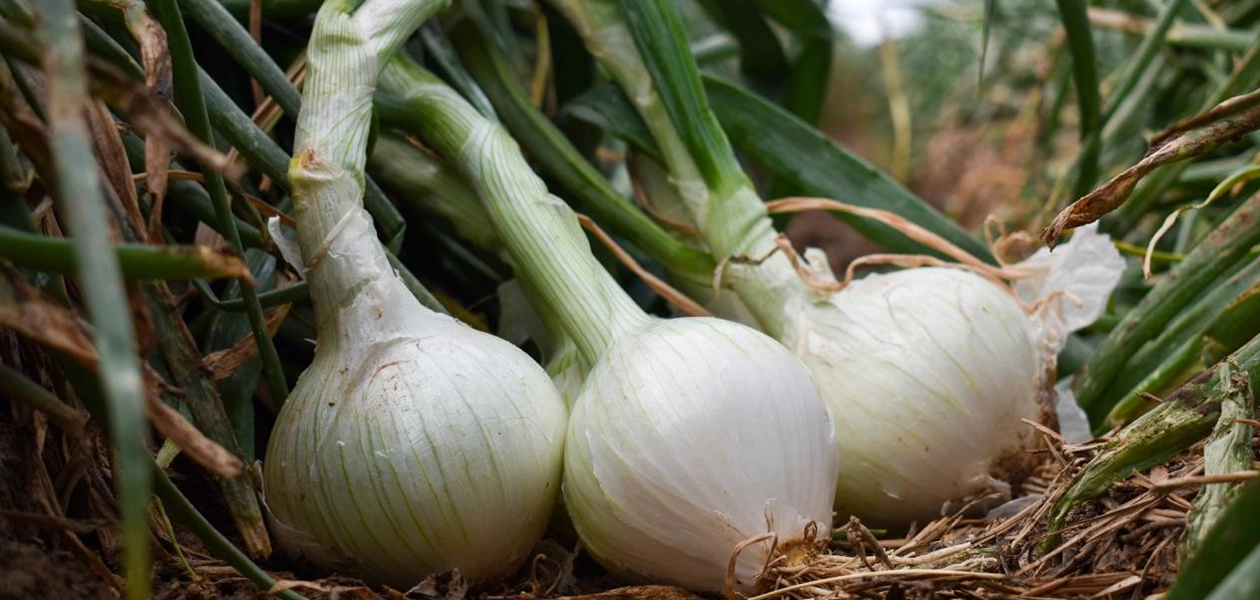 Campo de Aguascalientes apuesta por tecnología y produce 13 mil toneladas de cebolla JLMNoticias