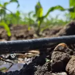 Distrito de Riego beneficia a más de 180 productores en Aguascalientes JLMNoticias