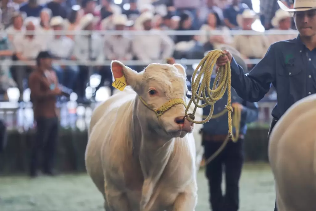 FNSM2026 Gobierno fortalece al sector ganadero 3