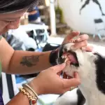 Realizan jornada gratuita de atención veterinaria en Pabellón de Arteaga JLMNoticias