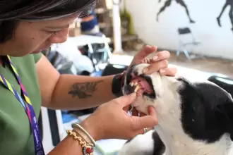 Realizan jornada gratuita de atención veterinaria en Pabellón de Arteaga JLMNoticias