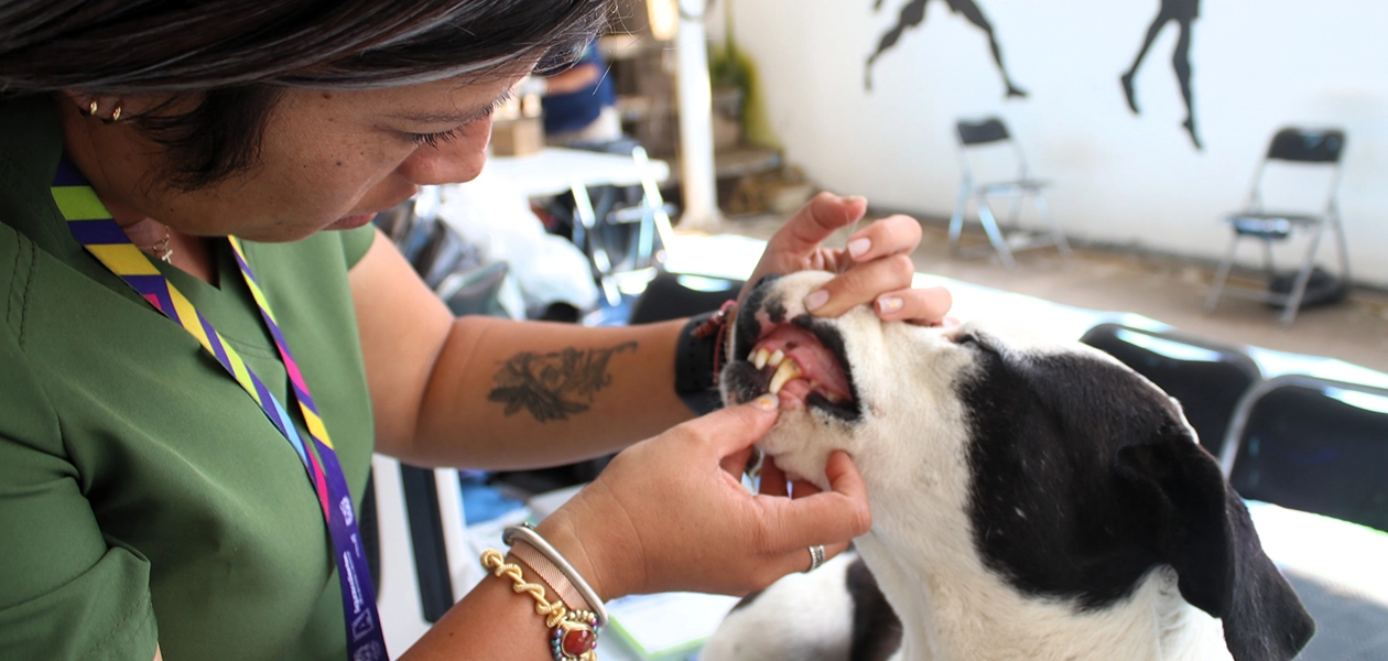 Realizan jornada gratuita de atención veterinaria en Pabellón de Arteaga JLMNoticias