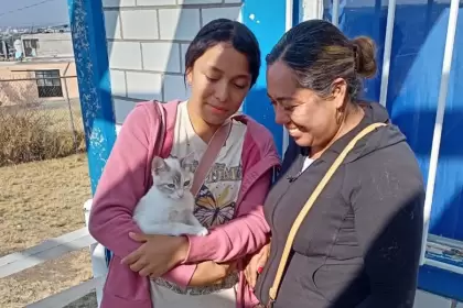 Esterilización gratuita para gatos y perros