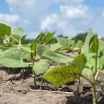 Aguascalientes apoya con semilla mejorada de maíz y frijol