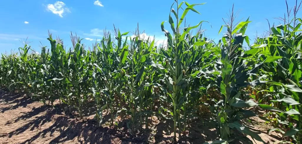 Aguascalientes apoyará con semillas mejoradas a productores