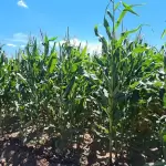 Aguascalientes apoyará con semillas mejoradas a productores