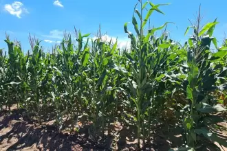 Aguascalientes apoyará con semillas mejoradas a productores