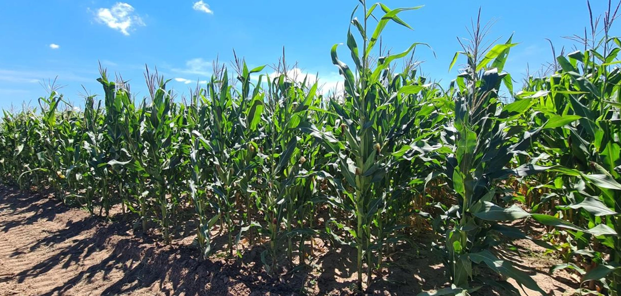 Aguascalientes apoyará con semillas mejoradas a productores