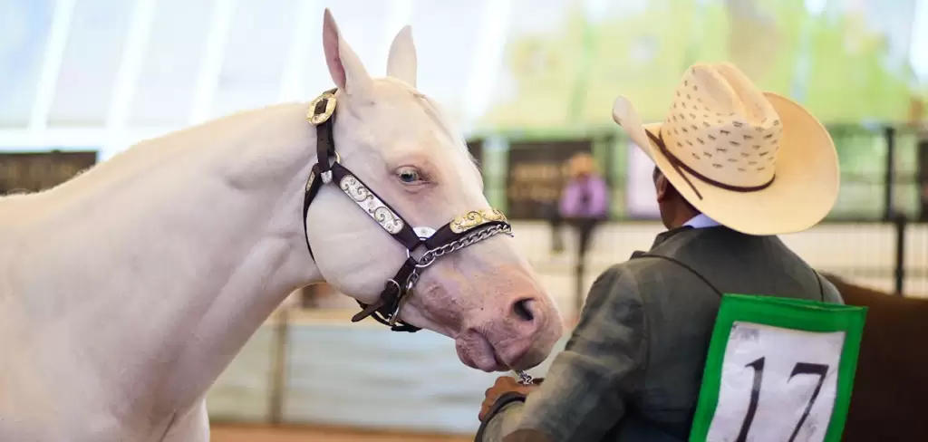 Aguascalientes destaca con caballos Cuarto de Milla 2026