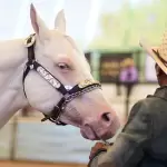 Aguascalientes destaca con caballos Cuarto de Milla 2026