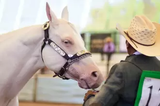 Aguascalientes destaca con caballos Cuarto de Milla 2026