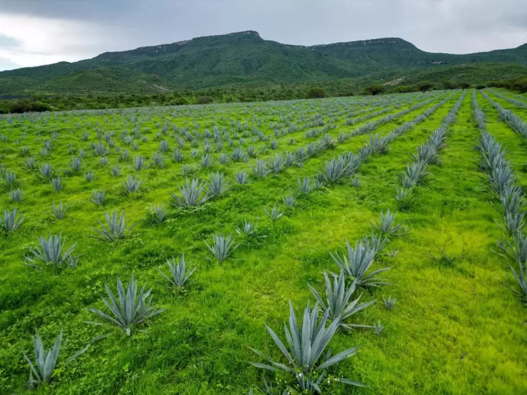 Aguascalientes fortalece a productores de mezcal 2026