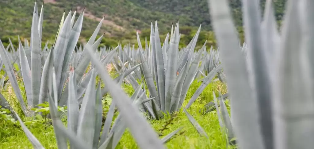 Aguascalientes fortalece a productores de mezcal 2026