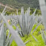 Aguascalientes fortalece a productores de mezcal 2026