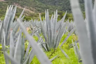 Aguascalientes fortalece a productores de mezcal 2026