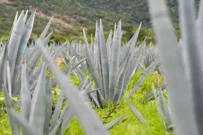 Aguascalientes fortalece a productores de mezcal 2026