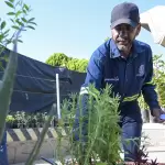 Municipio de Aguascalientes- donación de plantas y árboles