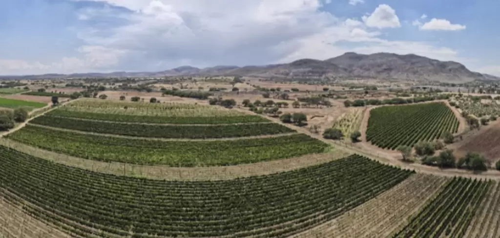 Vinos de Aguascalientes Triunfan en España 2026