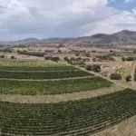 Vinos de Aguascalientes Triunfan en España 2026