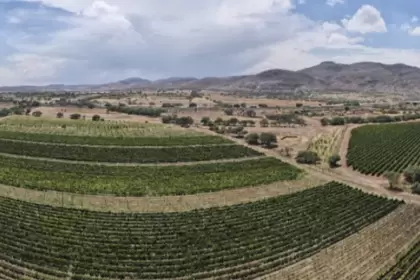 Vinos de Aguascalientes Triunfan en España 2026