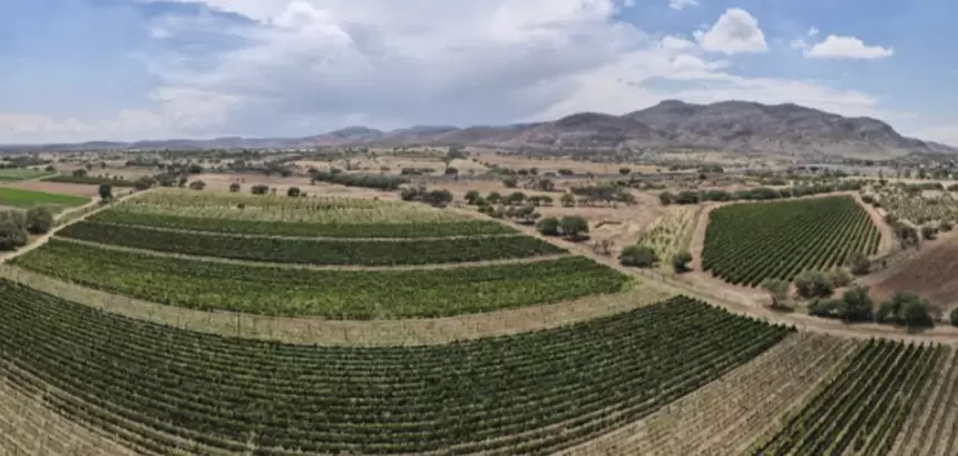 Vinos de Aguascalientes Triunfan en España 2026