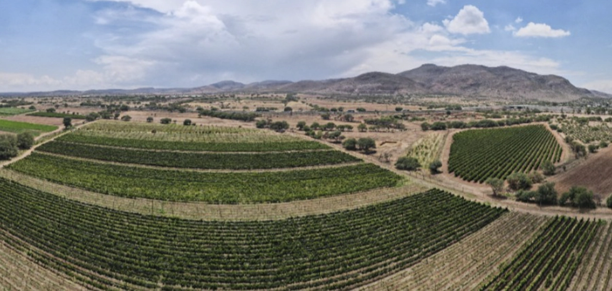 Vinos de Aguascalientes Triunfan en España 2026