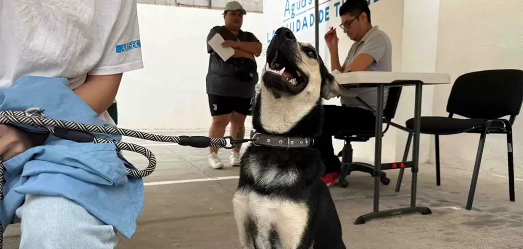 Nuevas fechas para jornadas de esterilización gratuita para mascotas