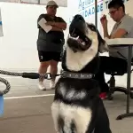 Nuevas fechas para jornadas de esterilización gratuita para mascotas