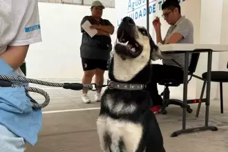 Nuevas fechas para jornadas de esterilización gratuita para mascotas