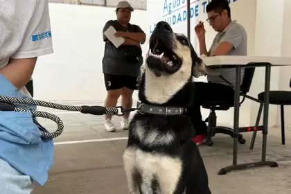 Nuevas fechas para jornadas de esterilización gratuita para mascotas
