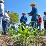 Con las lluvias y semilla certificada, llegan nuevas oportunidades para productores como José