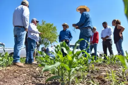 Con las lluvias y semilla certificada, llegan nuevas oportunidades para productores como José