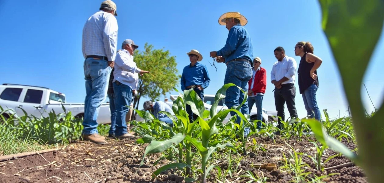 Con las lluvias y semilla certificada, llegan nuevas oportunidades para productores como José