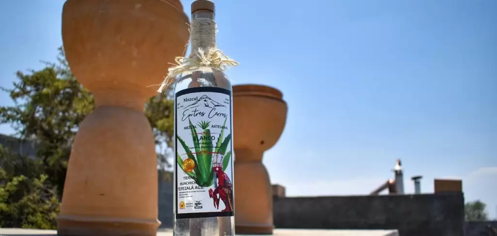 Crean Consejo Consultivo para consolidar la calidad del agave local