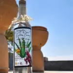 Crean Consejo Consultivo para consolidar la calidad del agave local
