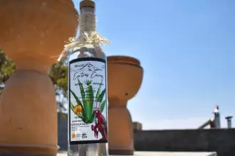 Crean Consejo Consultivo para consolidar la calidad del agave local