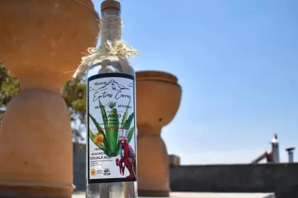 Crean Consejo Consultivo para consolidar la calidad del agave local