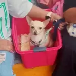Esterilización de perros y gatos en VNSA 2026