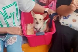 Esterilización de perros y gatos en VNSA 2026