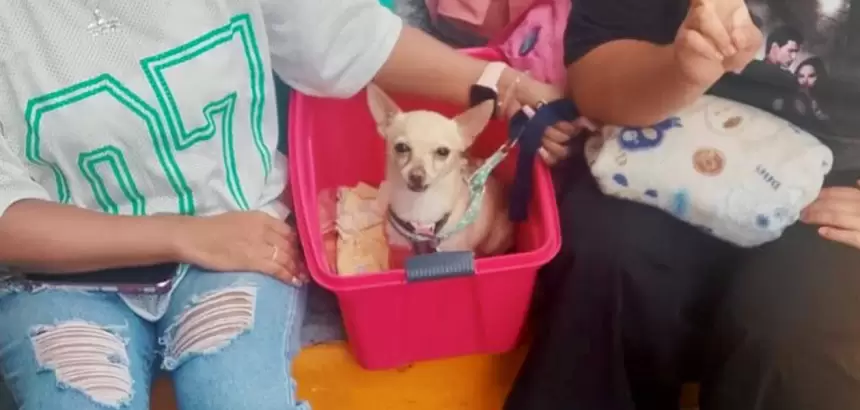 Esterilización de perros y gatos en VNSA 2026