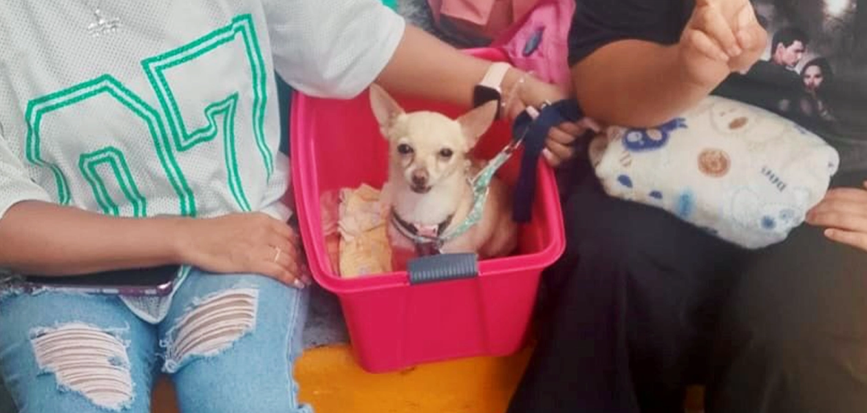 Esterilización de perros y gatos en VNSA 2026