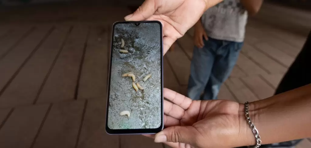 Gusano barrenador, la nueva alerta sanitaria que se contagia en humanos
