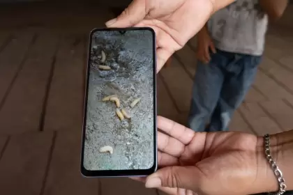 Gusano barrenador, la nueva alerta sanitaria que se contagia en humanos