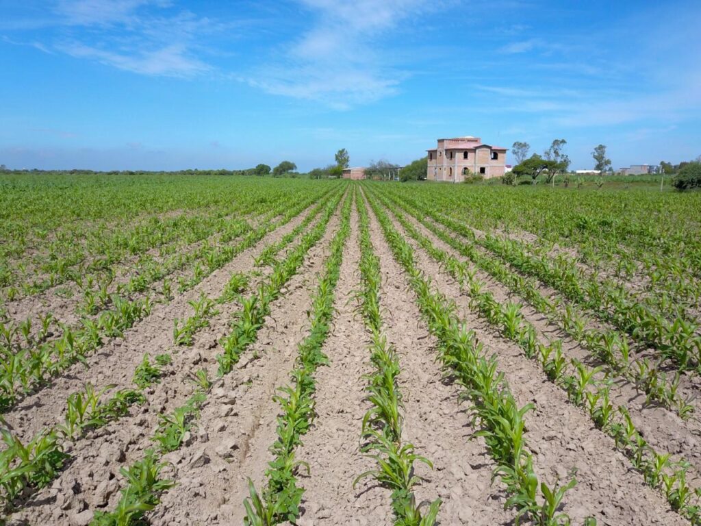 Con las lluvias y semilla certificada, llegan nuevas oportunidades para productores como José