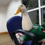 EXCLUSIVA | Pato Merlin entra al mundo de los videojuegos
