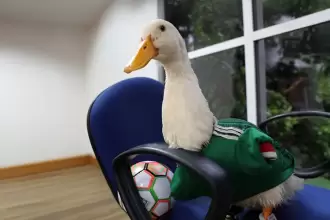 Pato Merlín se vuelve tendencia