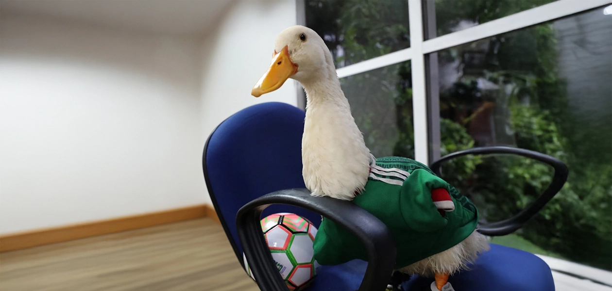 Pato Merlín se vuelve tendencia